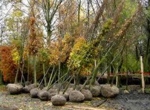 Boomplanting