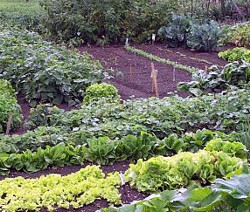 Moestuin
