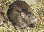 Ratten
