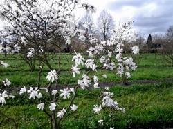 Stermagnolia