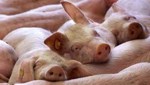 Varkens