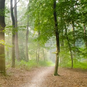 gray-pathway-surrounded-by-green-tress-41102