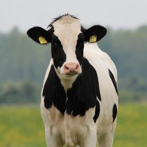 cow-gba328ab51_1280