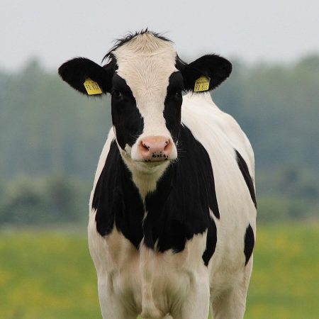 cow-gba328ab51_1280